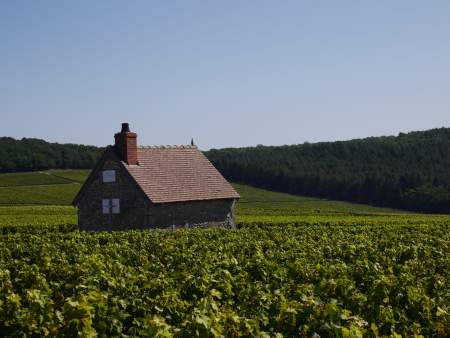 Les vignobles du Val de Loire autour de l'Auberge des Templiers dans le Loiret